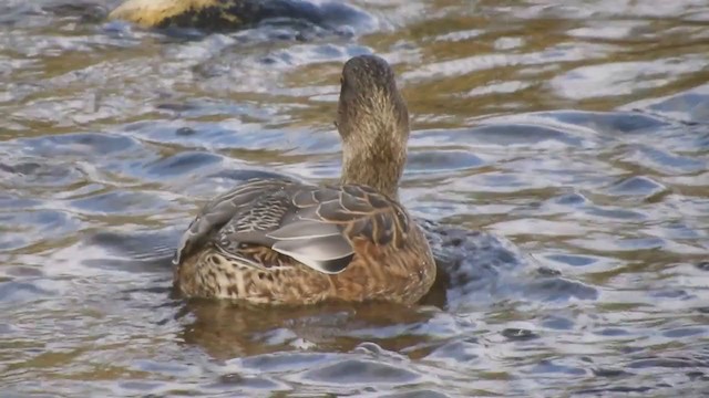 American Wigeon x Mallard (hybrid) - ML387738811