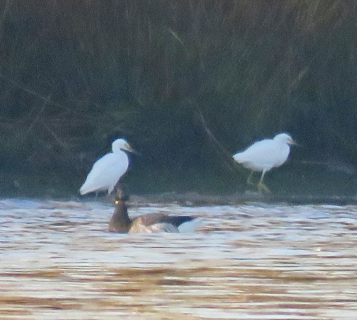 volavka bělostná - ML387739761