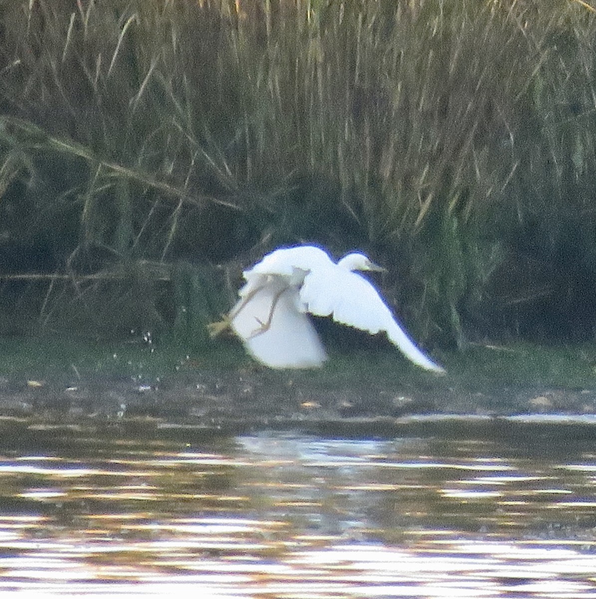 volavka bělostná - ML387739771