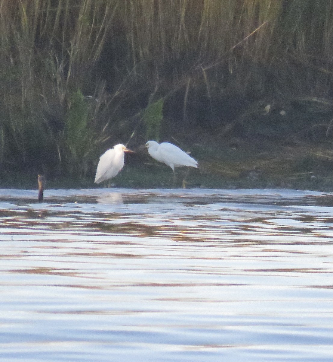 volavka bělostná - ML387739781