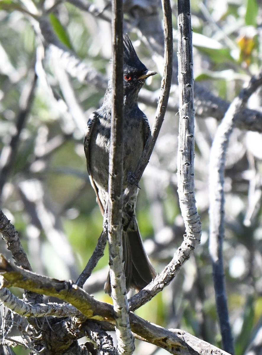 Phainopepla - ML387739891