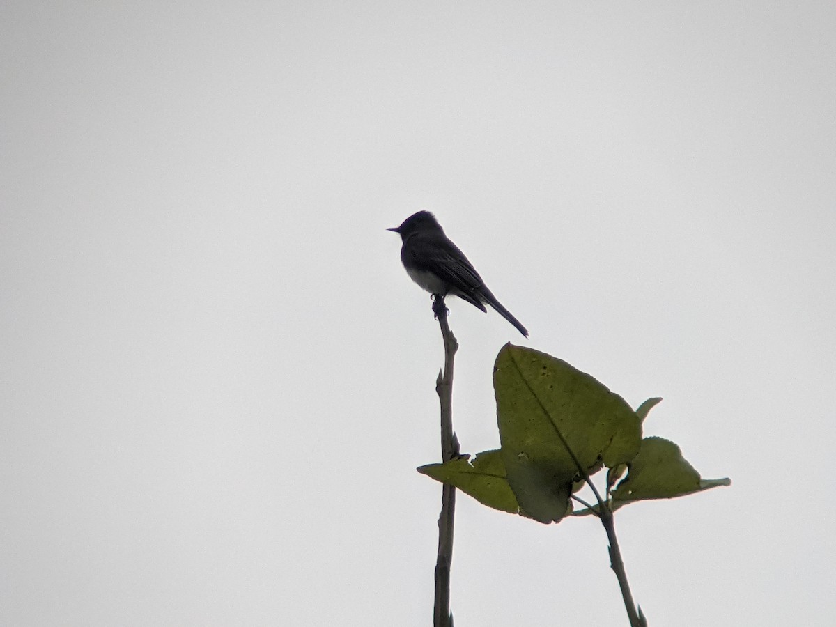 Black Phoebe - ML387742391