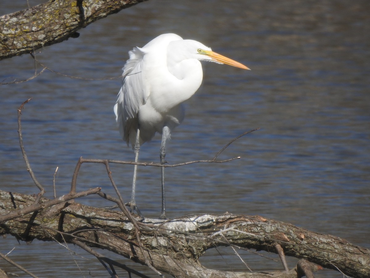 Great Egret - ML387743721