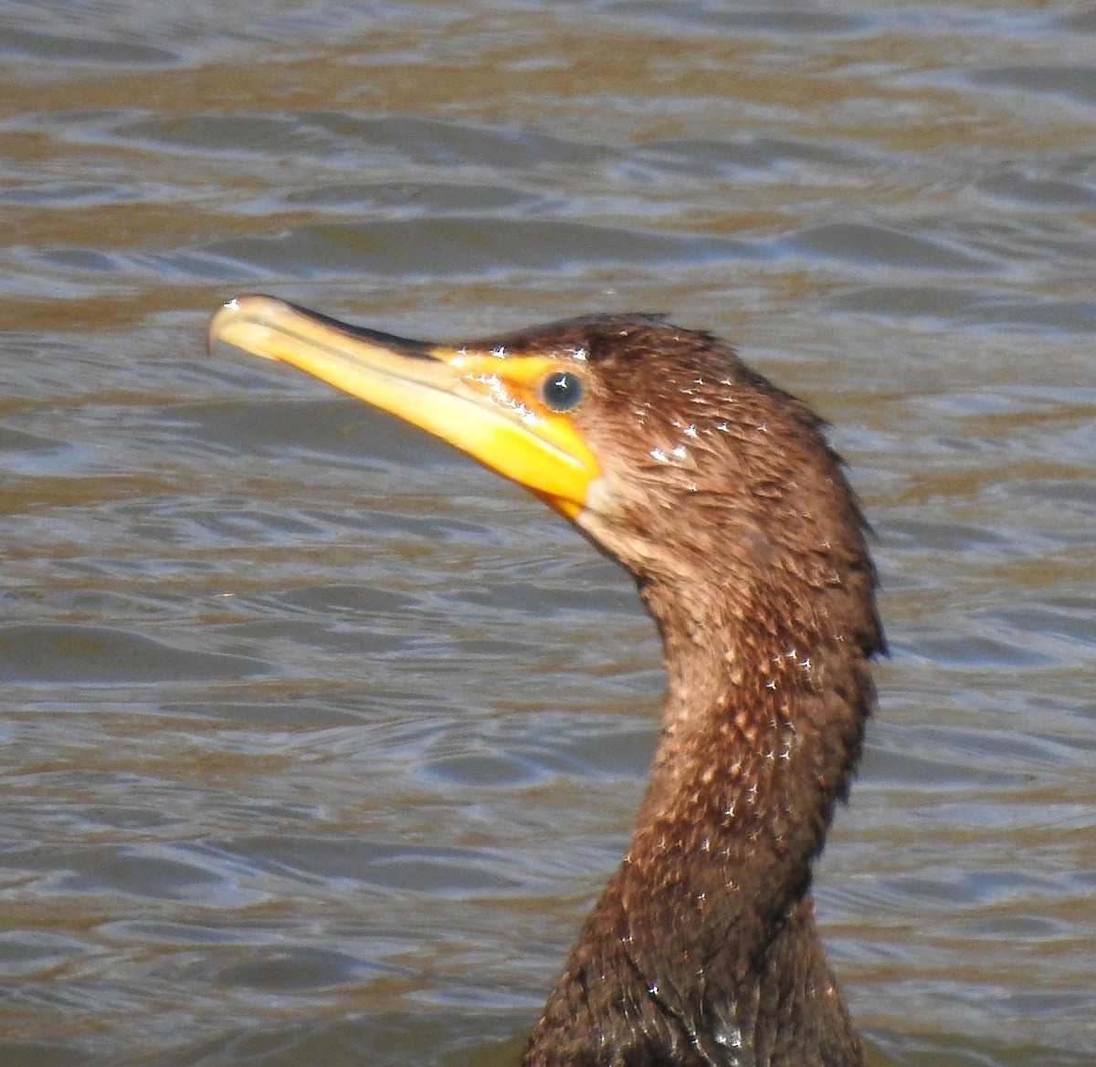 Double-crested Cormorant - ML387743791