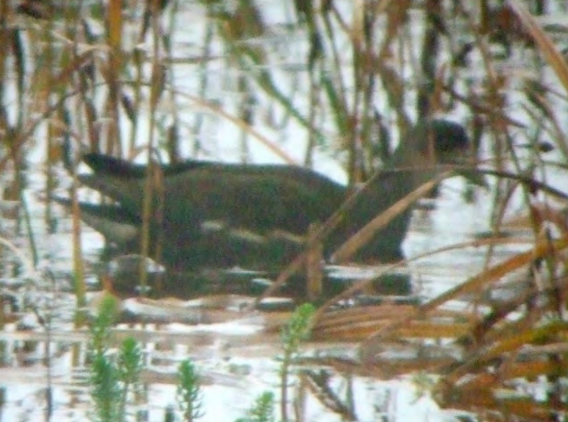 Eurasian Moorhen - ML387744151