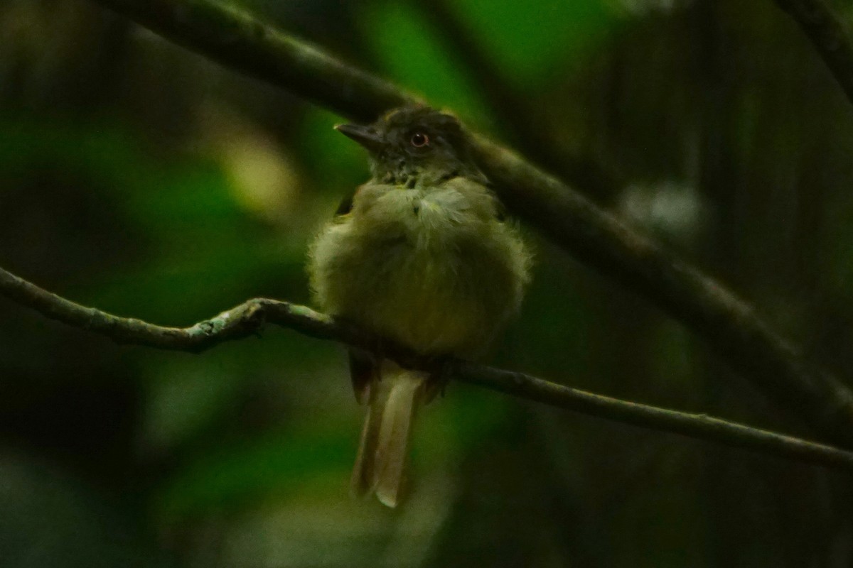 Sulphur-bellied Tyrant-Manakin - ML387746901