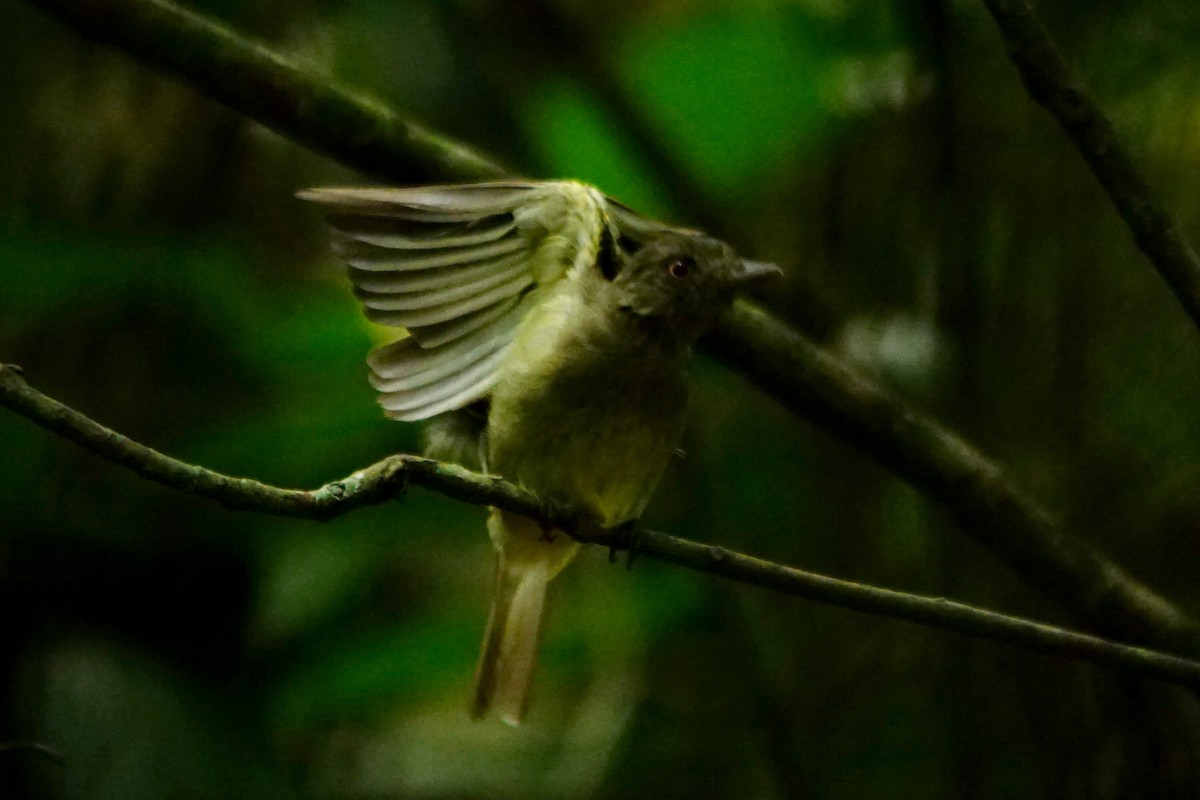 Sulphur-bellied Tyrant-Manakin - ML387747341