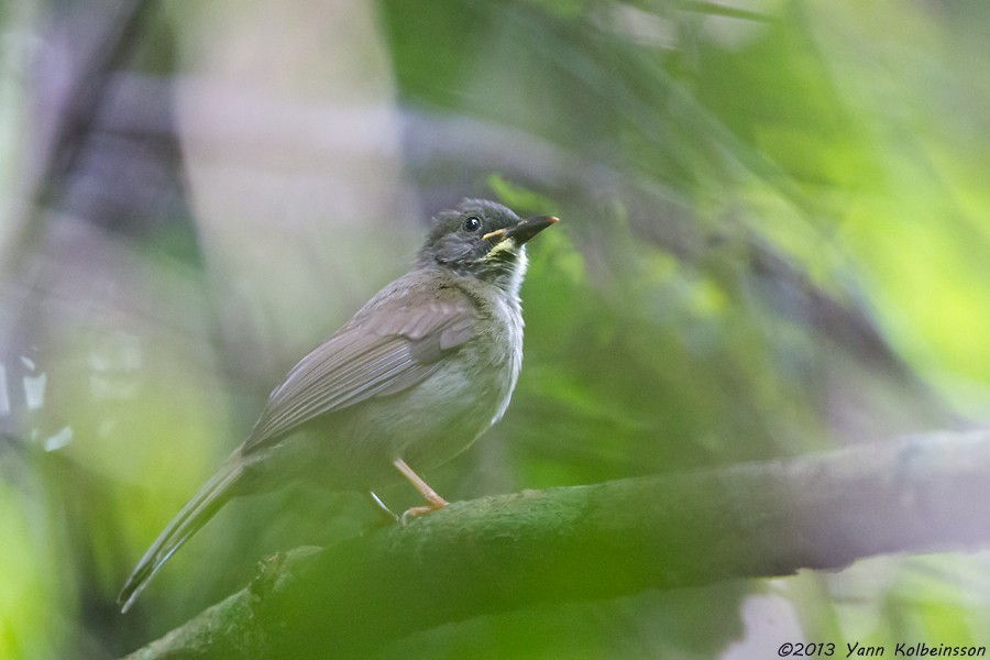 Bulbul à moustaches jaunes - ML38774761