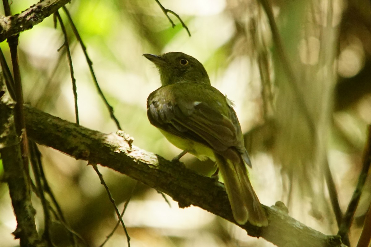 Manakin à ventre jaune - ML387747661