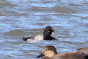 Lesser Scaup - ML387747711