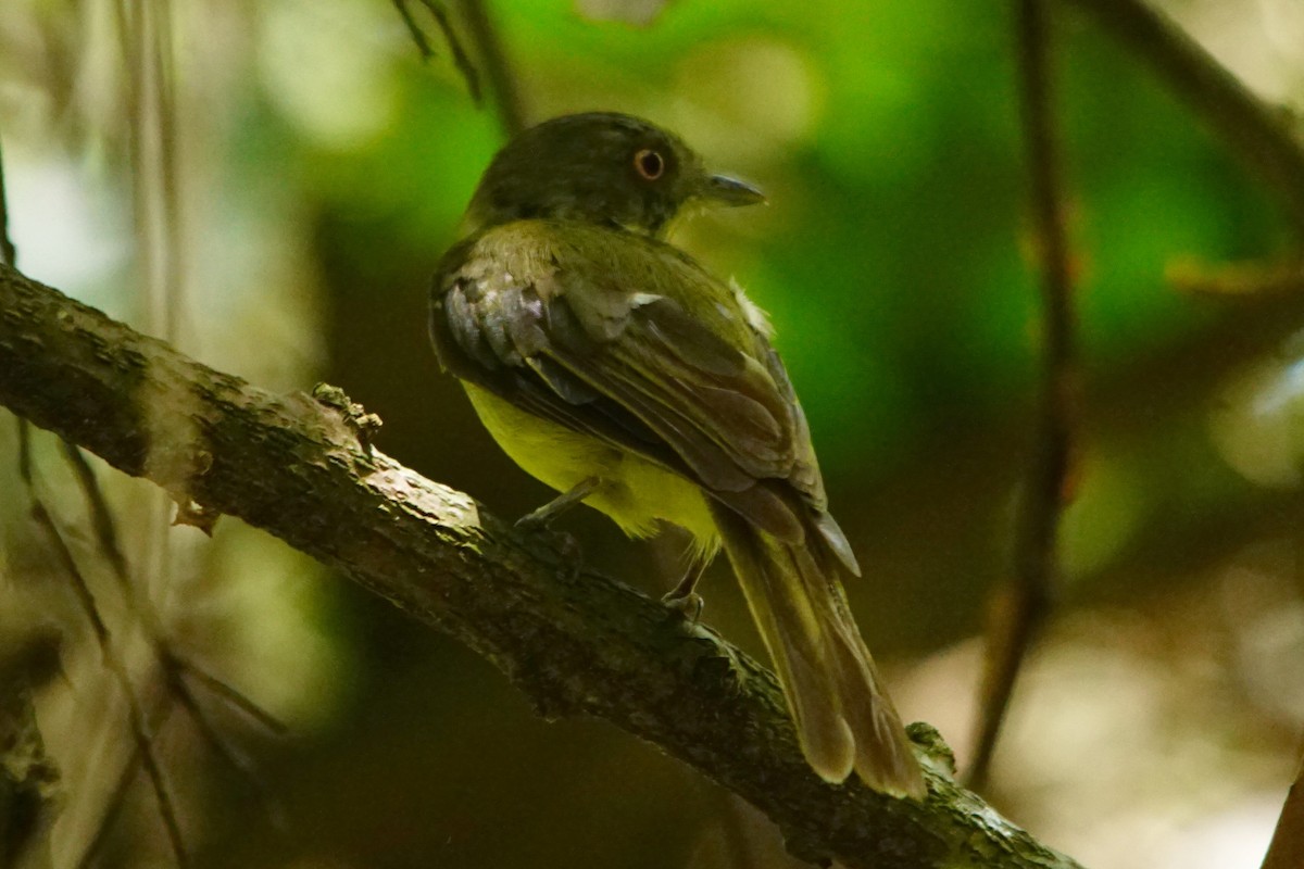 Manakin à ventre jaune - ML387748021