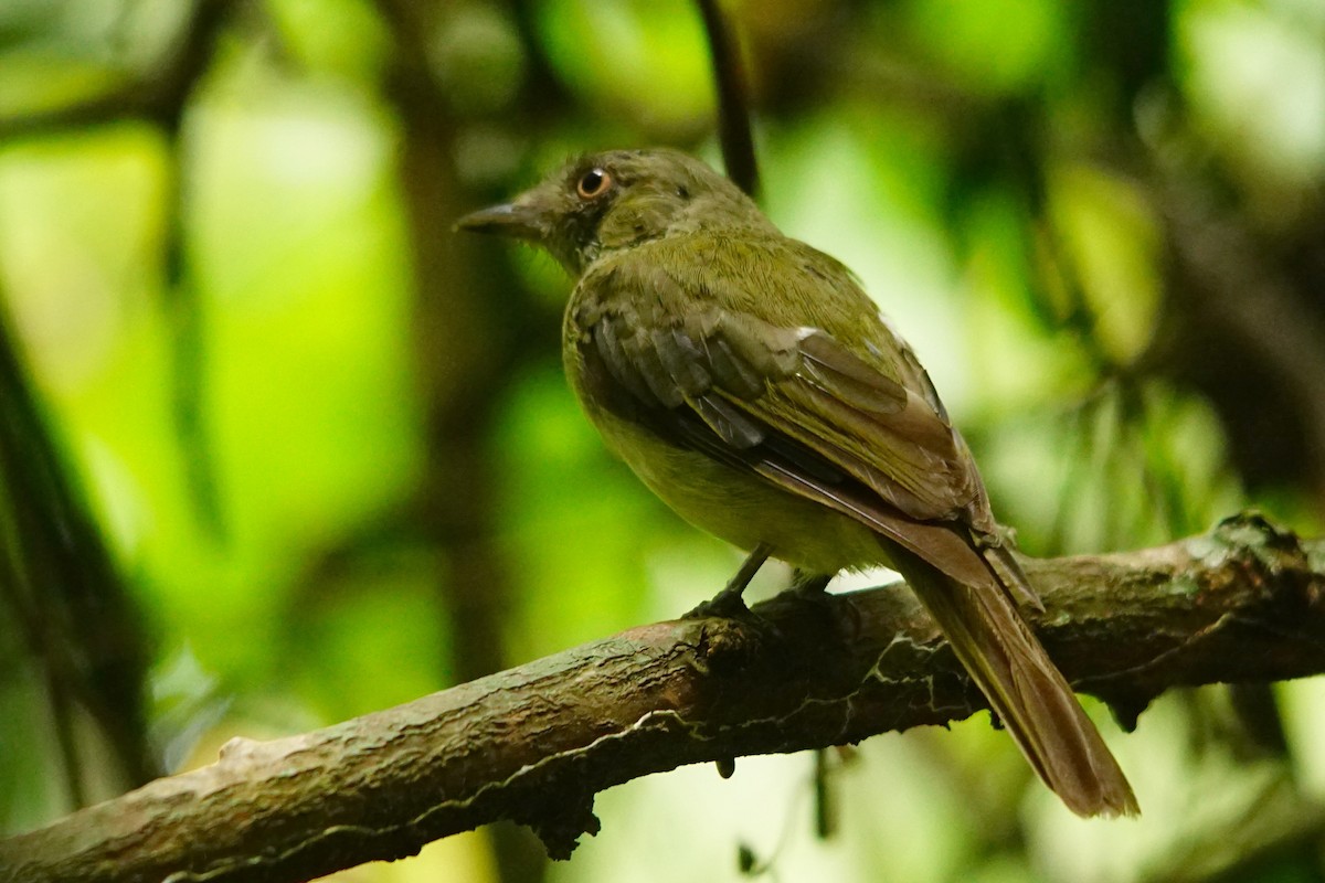 Manakin à ventre jaune - ML387748471