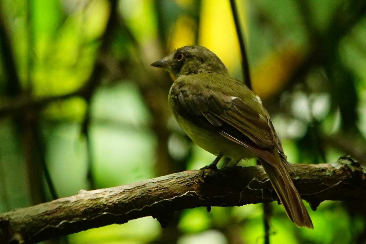 Manakin à ventre jaune - ML387748891