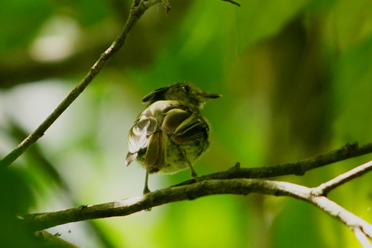 Double-banded Pygmy-Tyrant - ML387749181