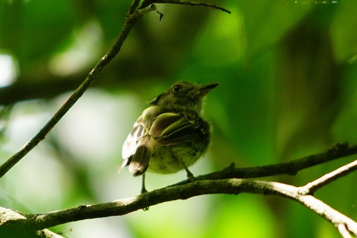 Double-banded Pygmy-Tyrant - ML387749341