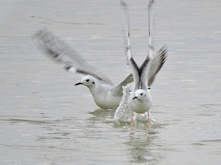 Bonaparte's Gull - ML387750001