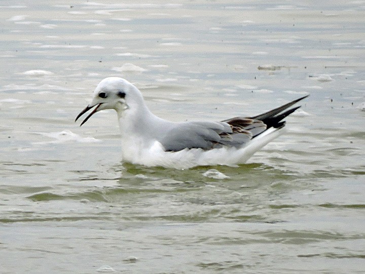 Bonaparte's Gull - ML387750031