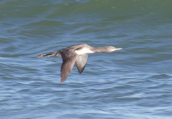 Red-throated Loon - Robert Irwin