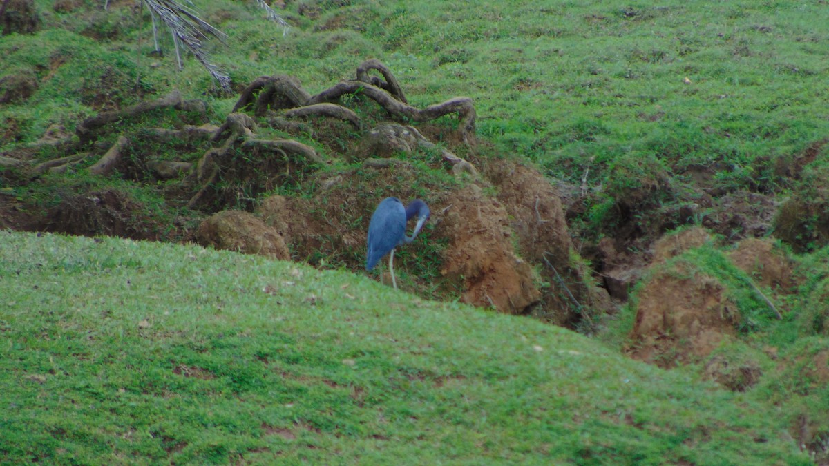 Little Blue Heron - ML387752261