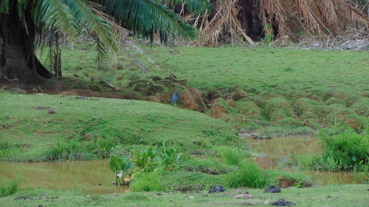 Little Blue Heron - ML387752321