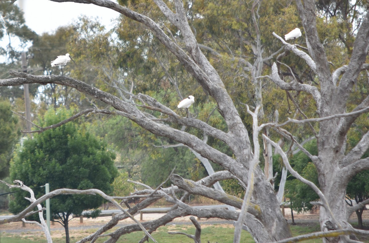 Royal Spoonbill - ML387752391