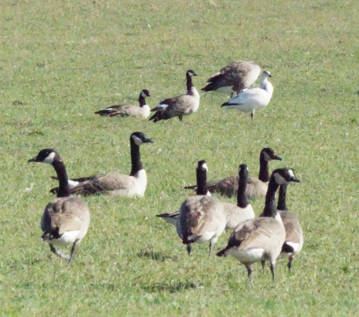 Snow Goose - ML387754221