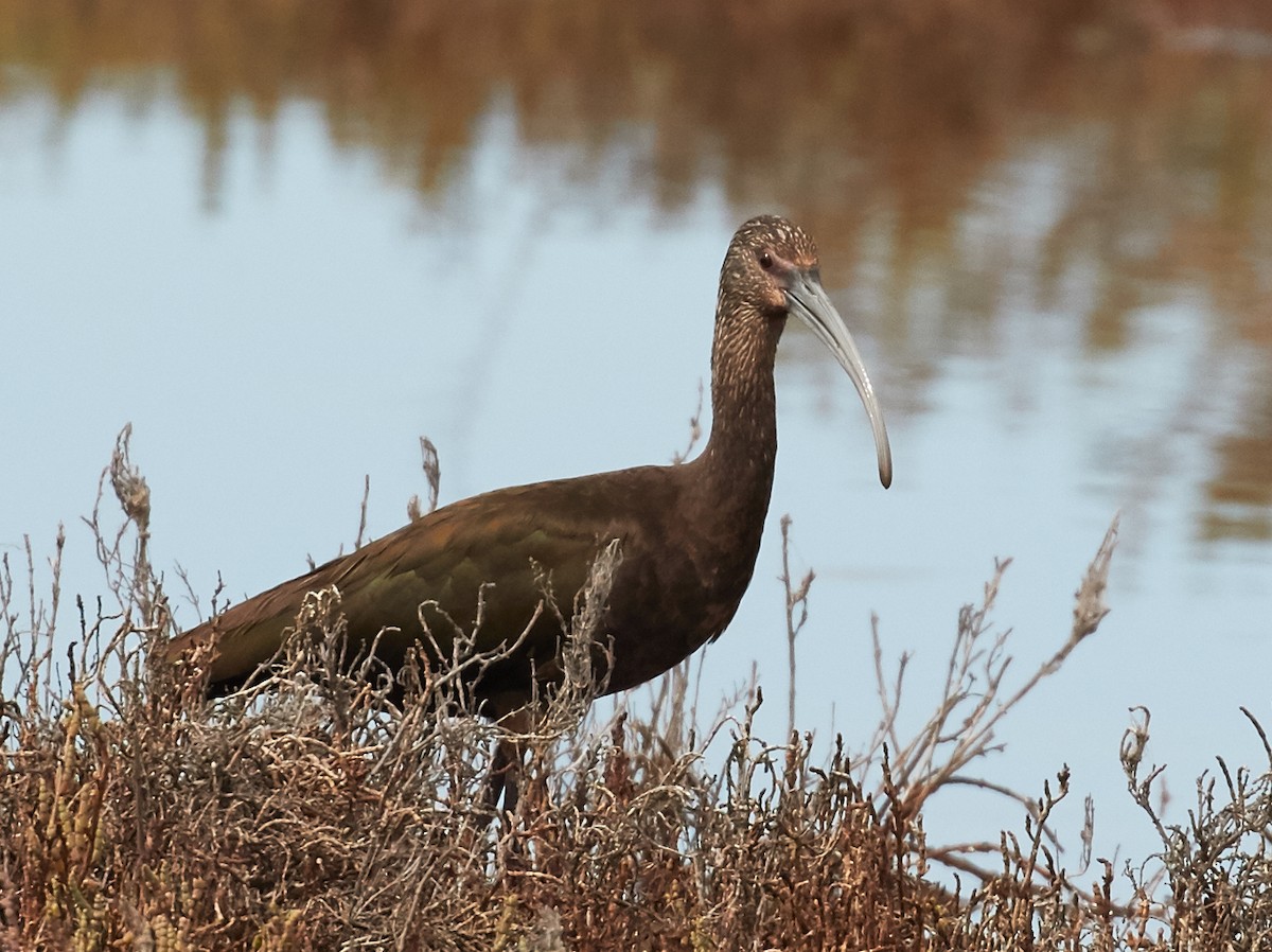 Ibis à face blanche - ML38775561