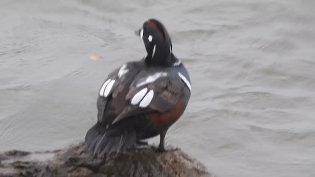 Harlequin Duck - ML387757361