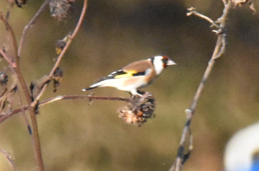 European Goldfinch - ML387757491