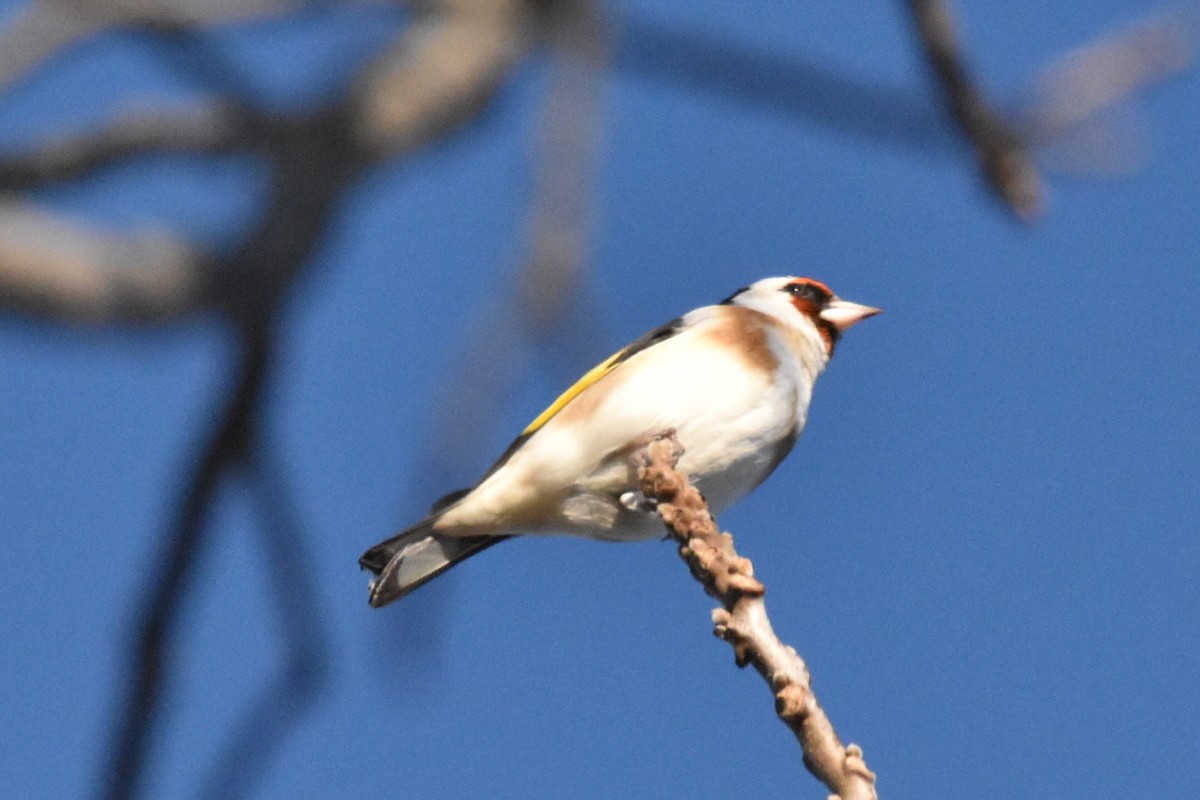 European Goldfinch - Tim Ellis