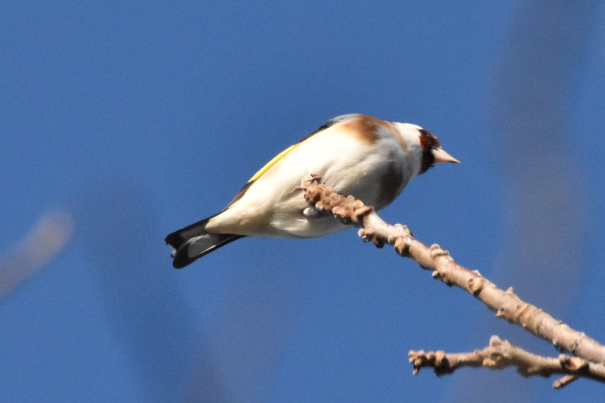 European Goldfinch - ML387757511