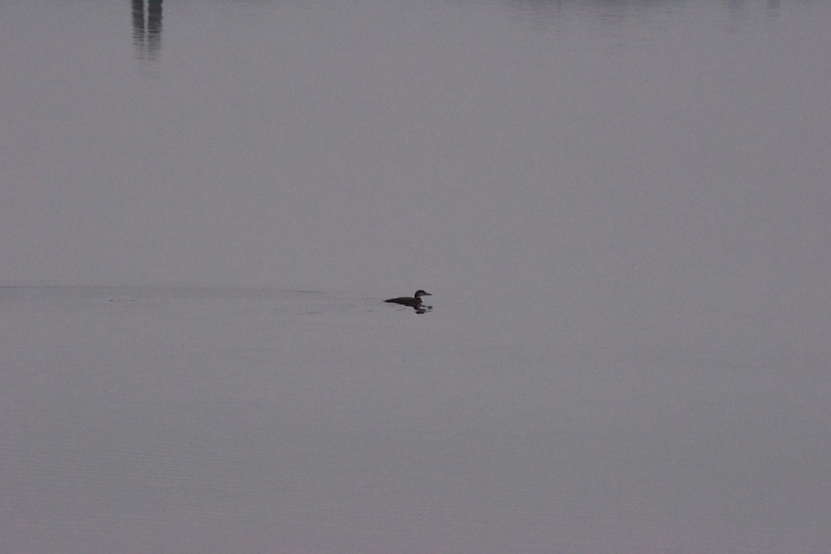 Common Loon - Terry  Little