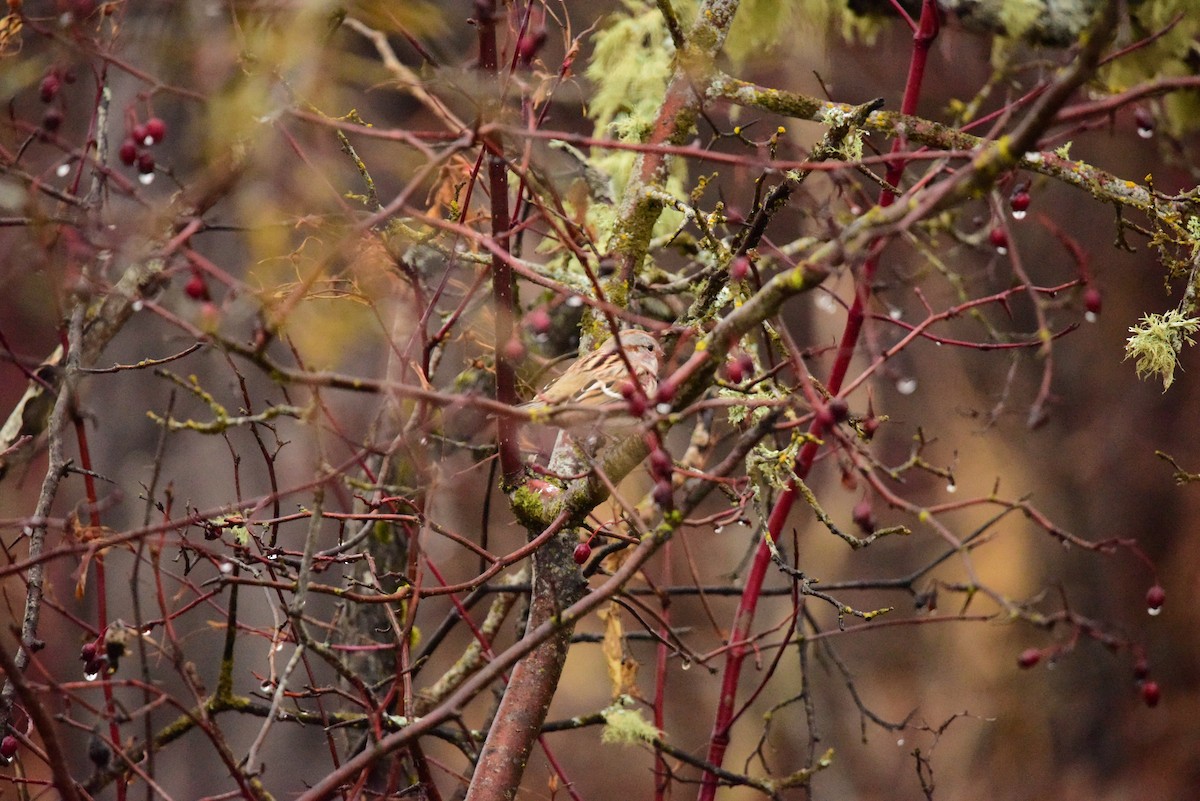 American Tree Sparrow - ML387758881