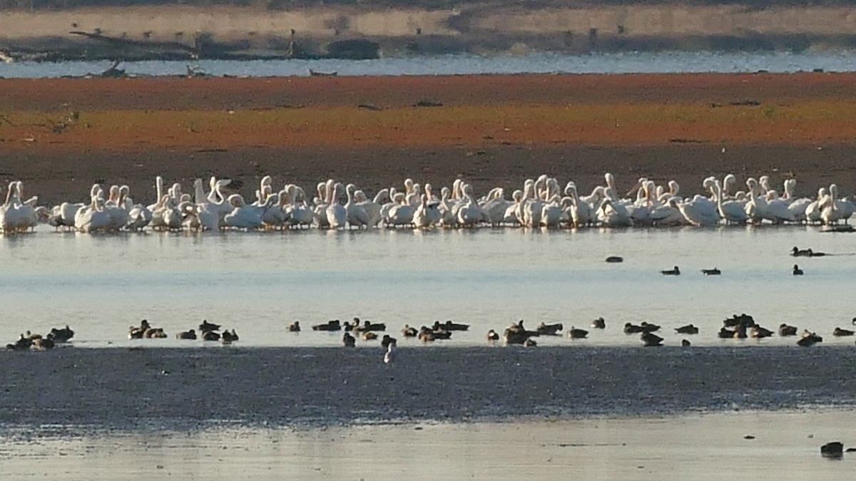 American White Pelican - ML387759871