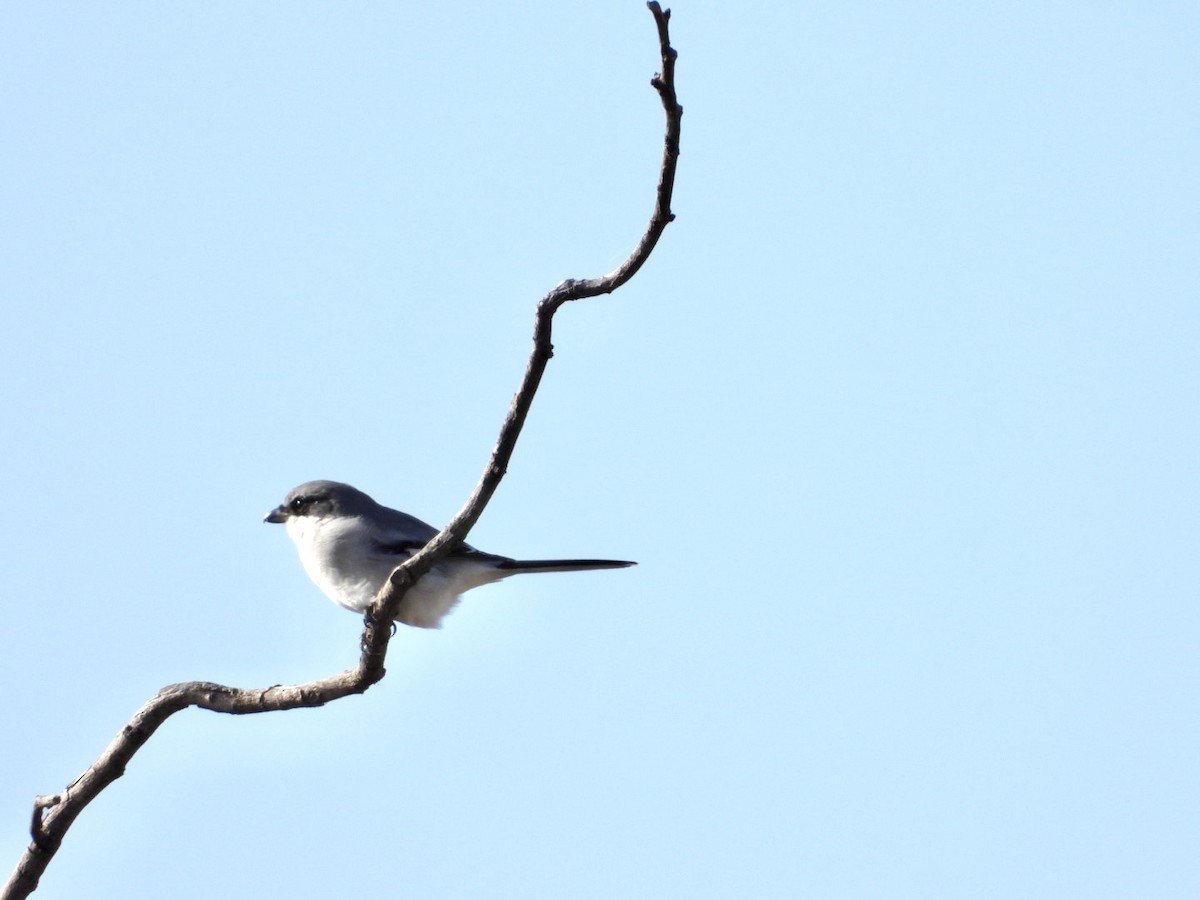 Loggerhead Shrike - ML387760061