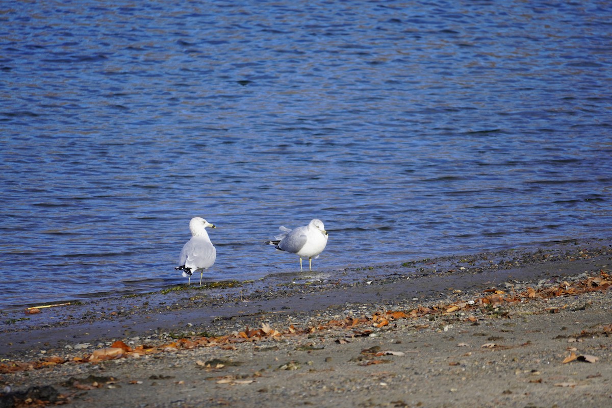 Ring-billed Gull - ML387761181