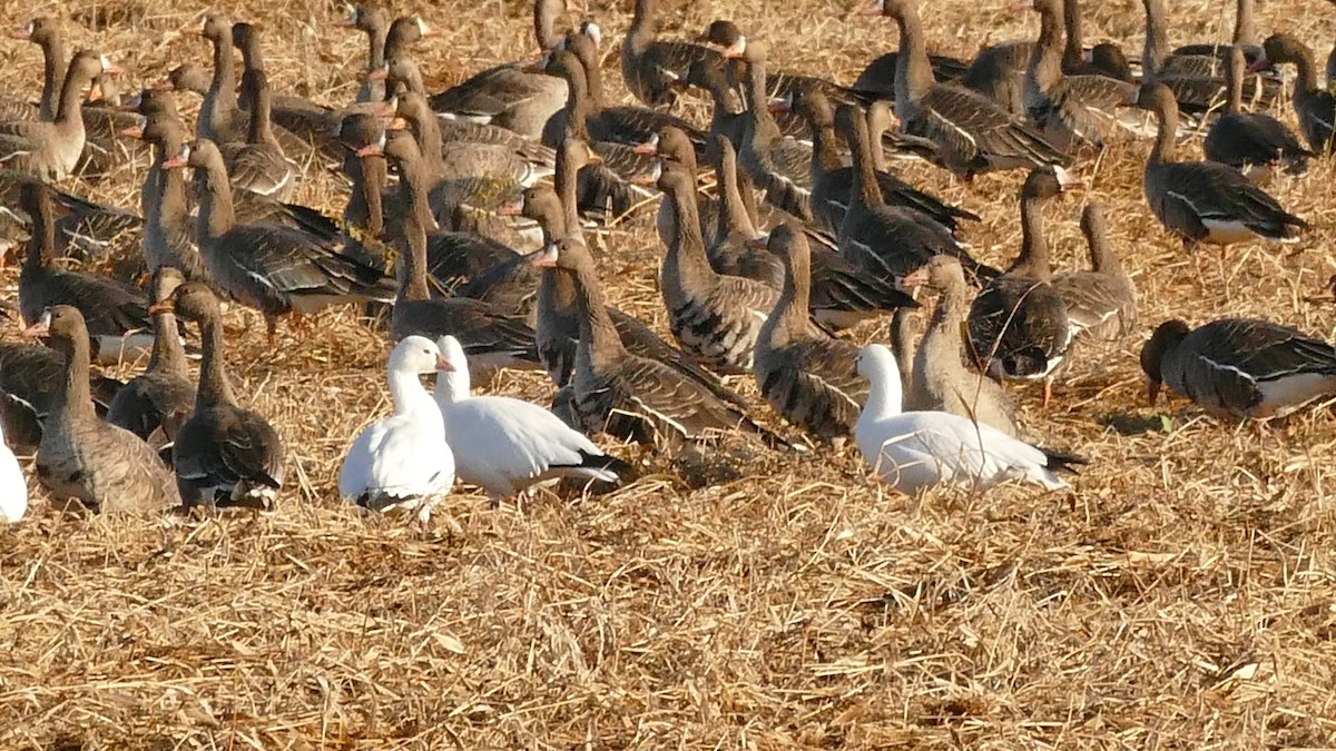 Ross's Goose - ML387761371