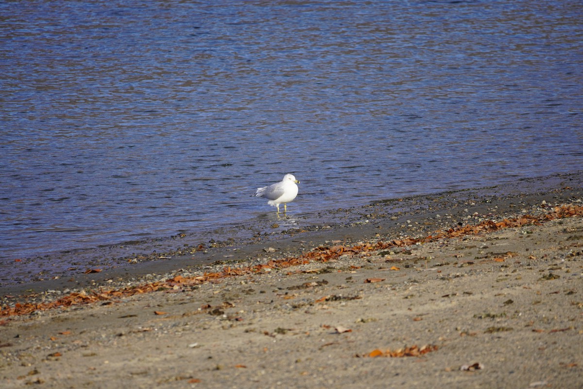 Ring-billed Gull - ML387761861