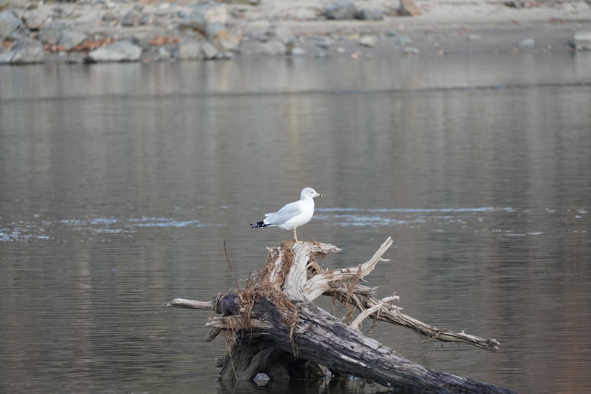 Ring-billed Gull - ML387762251