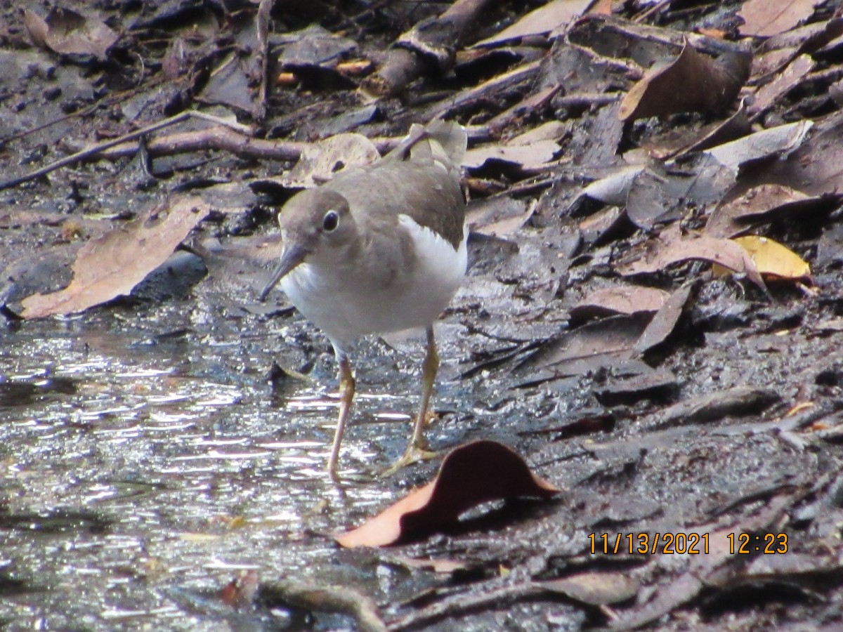 Solitary Sandpiper - ML387762891