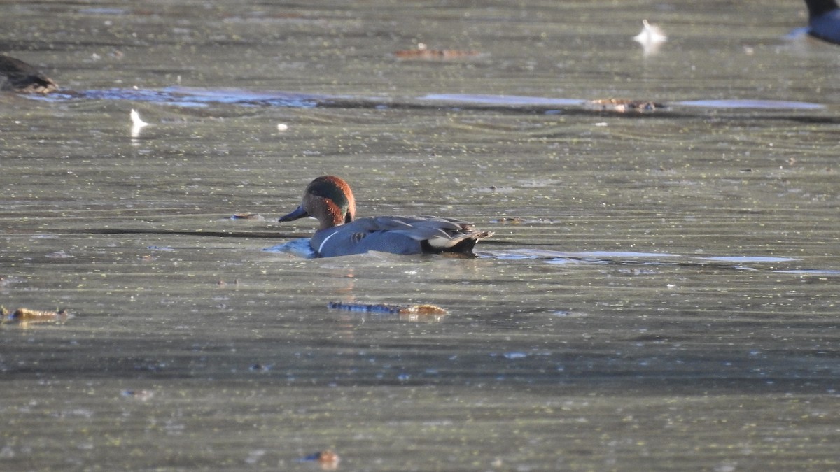 Green-winged Teal - Polly McConnell