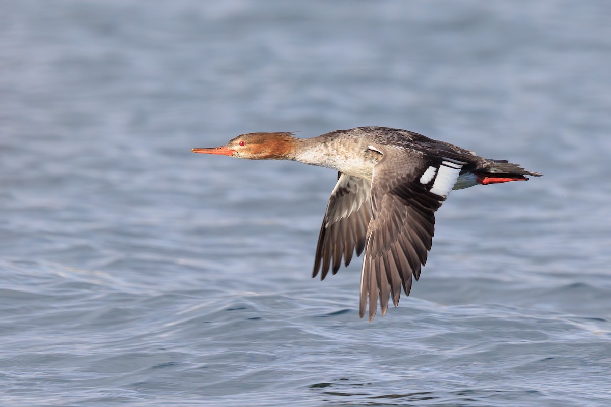 Red-breasted Merganser - ML387763371