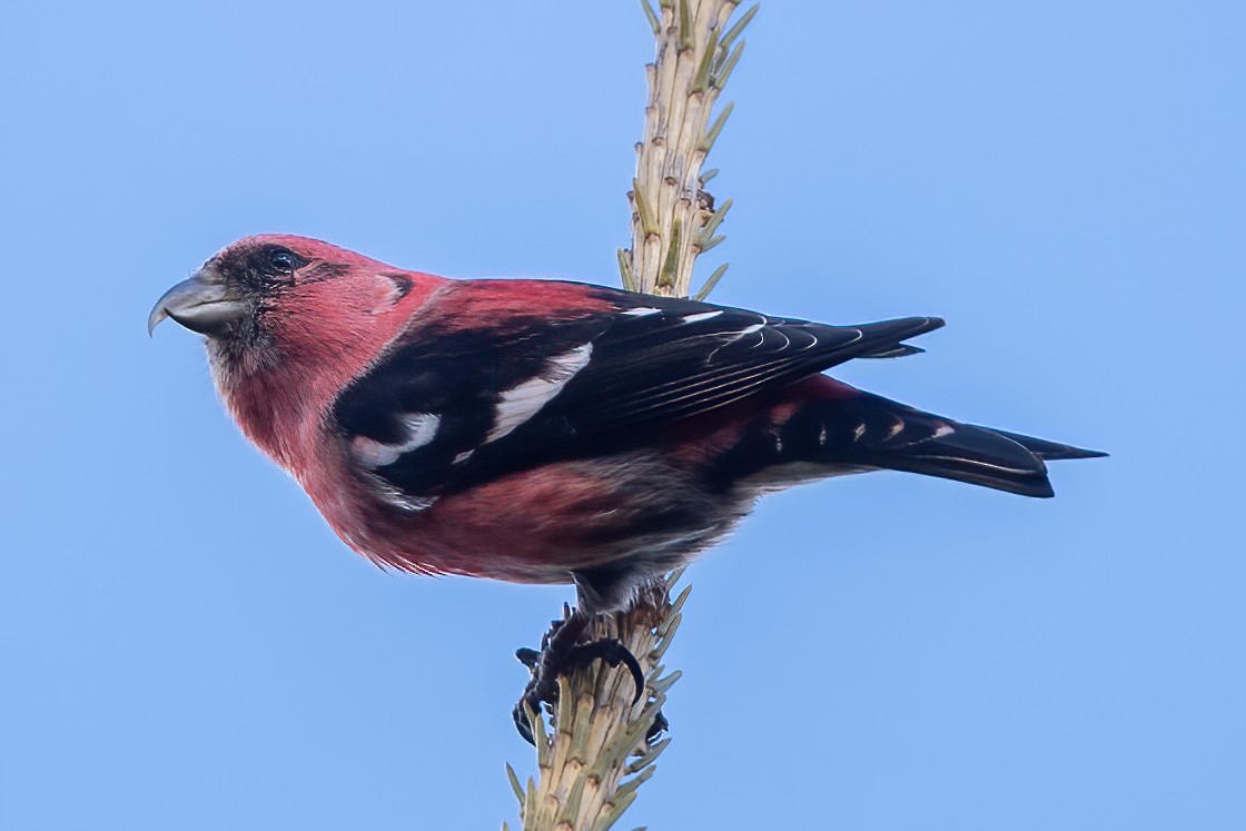 White-winged Crossbill - ML387766071