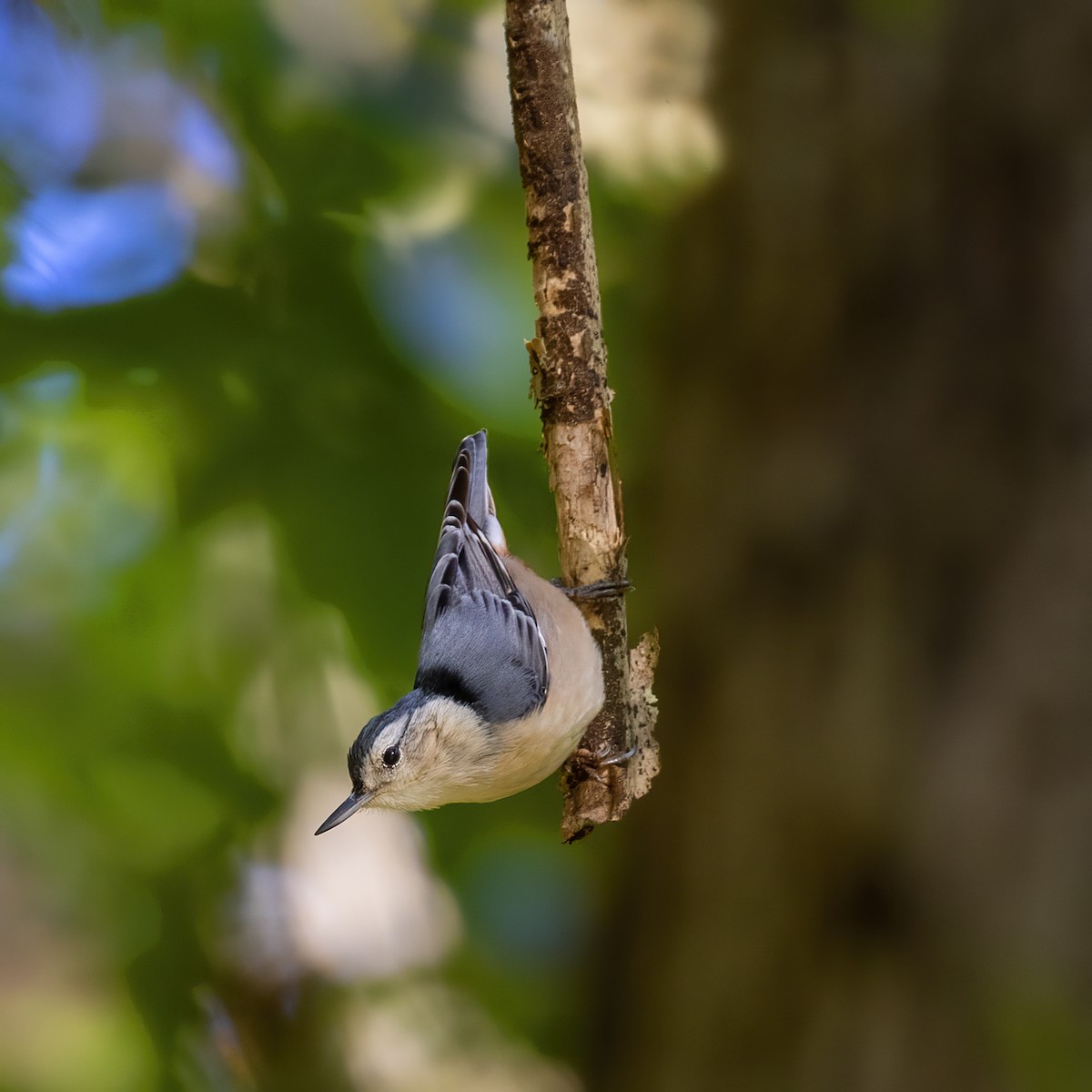 White-breasted Nuthatch - ML387766541