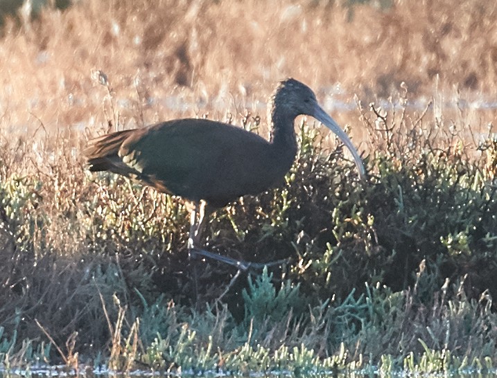 White-faced Ibis - Brooke Miller