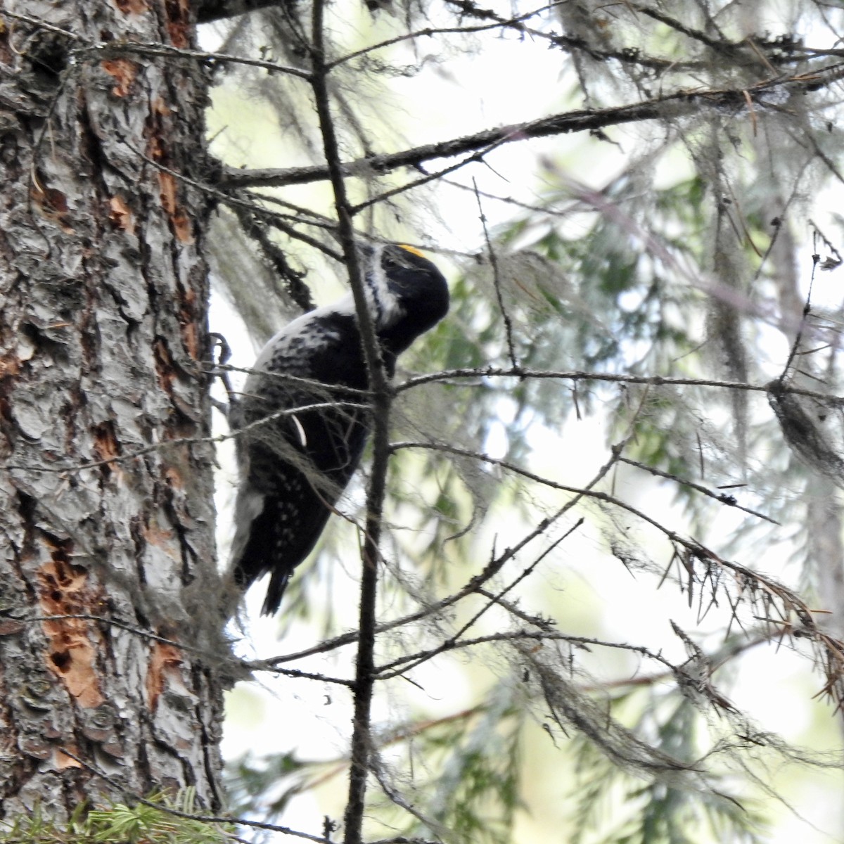 Black-backed Woodpecker - ML387768001