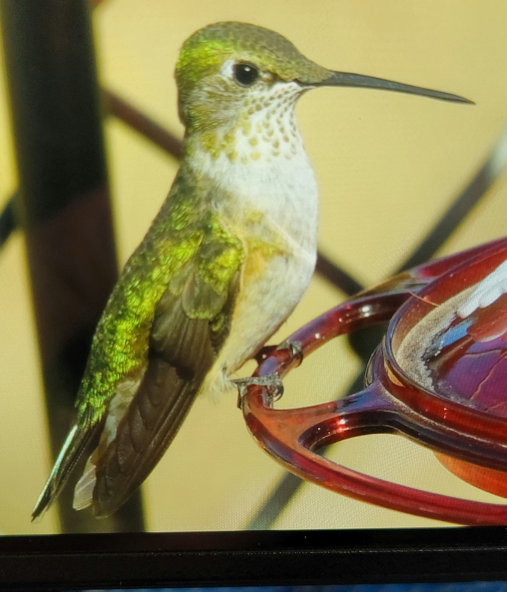 Broad-tailed Hummingbird - Annie Reeves