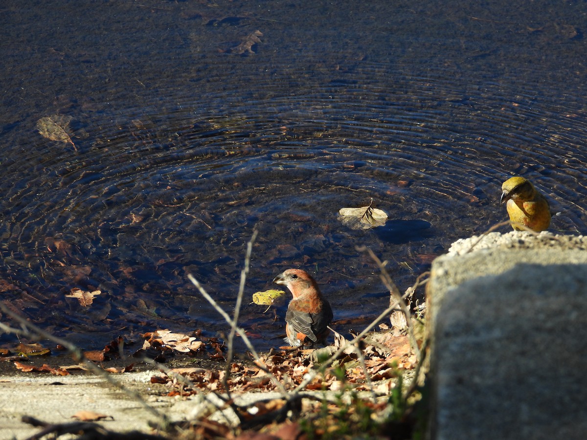 Red Crossbill - ML387769751