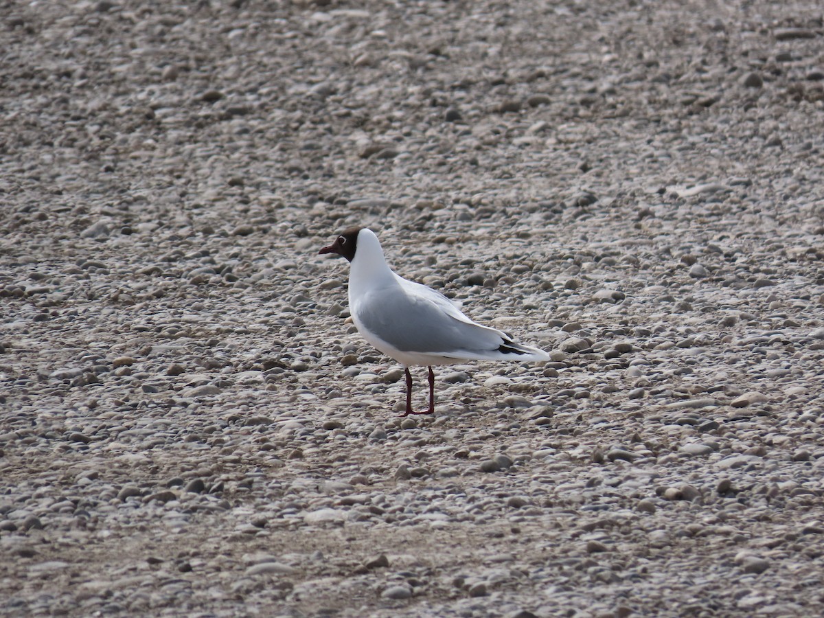 Brown-hooded Gull - Pierre Pitte