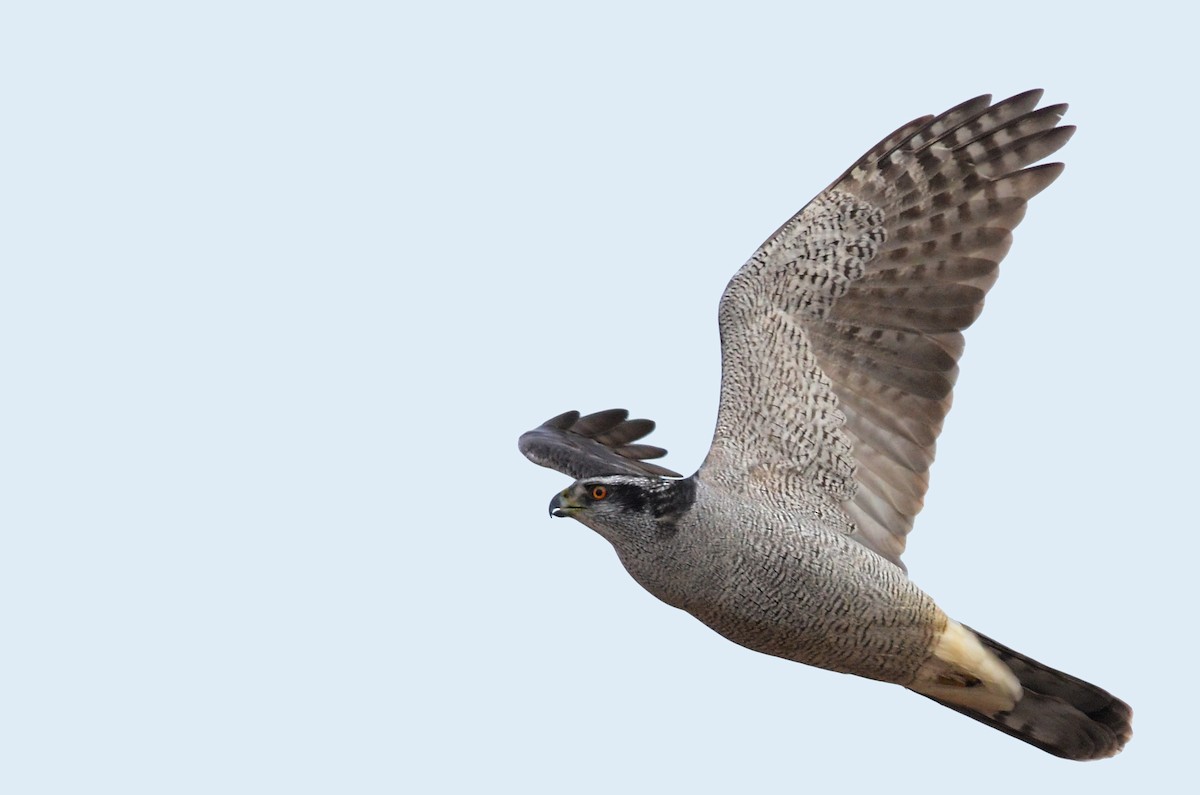 American Goshawk - Lev Frid